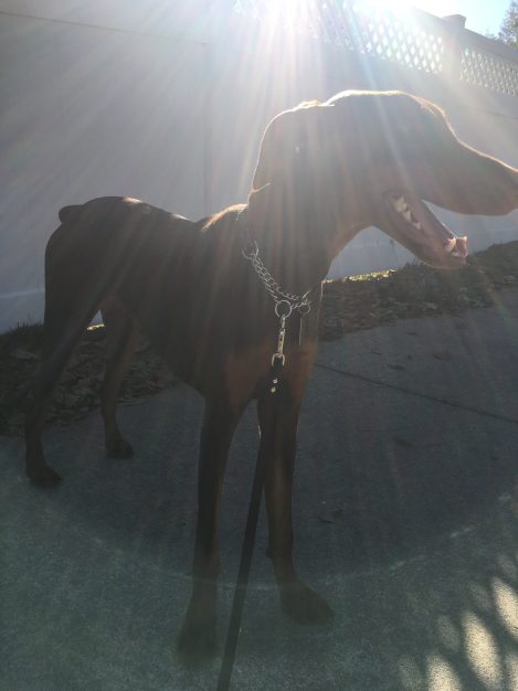 Our puppy Jakob after a 4 miler.